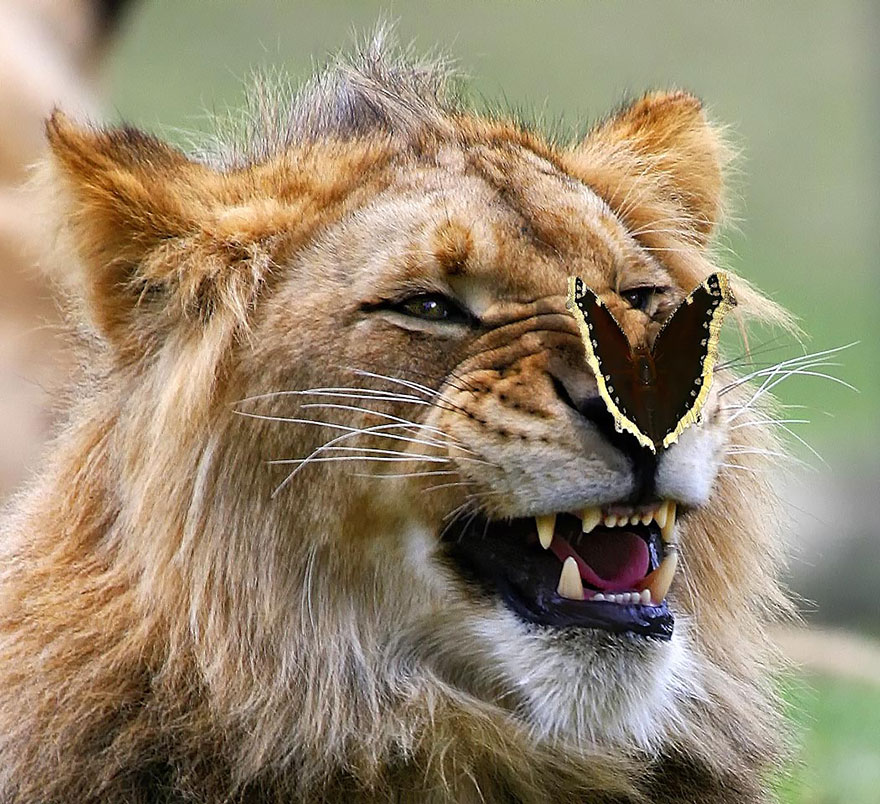 mariposas-con-animales (17)