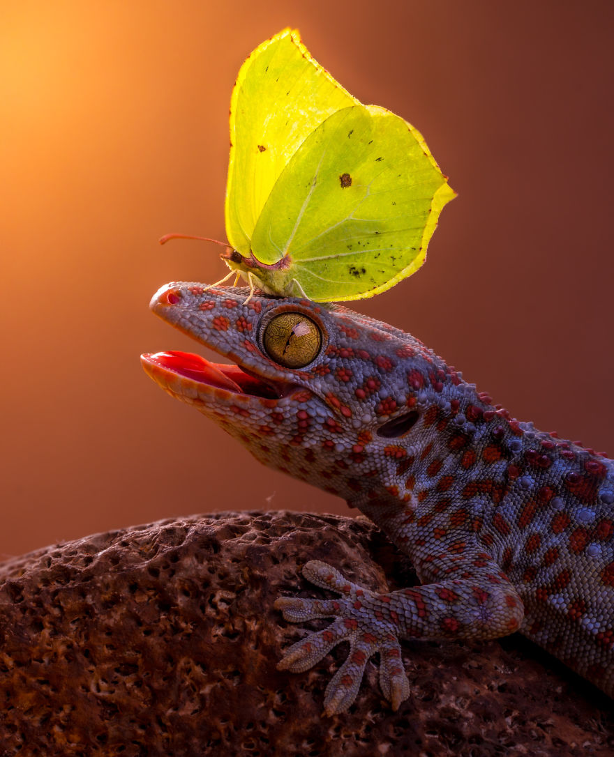 mariposas-con-animales (18)