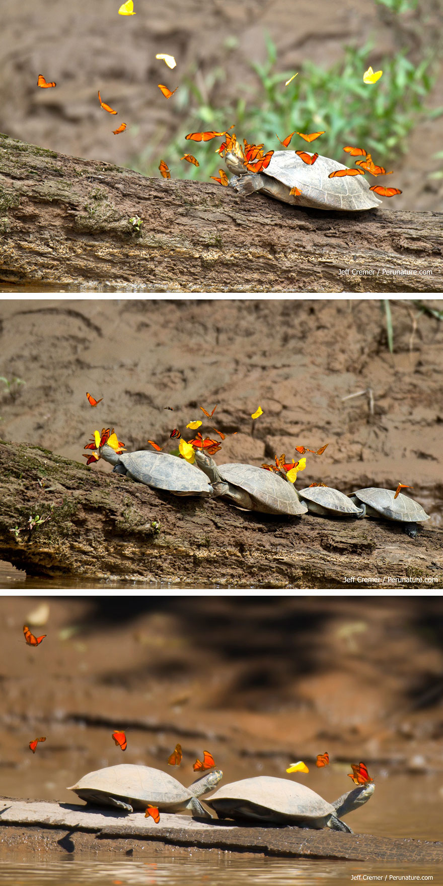 mariposas-con-animales (2)