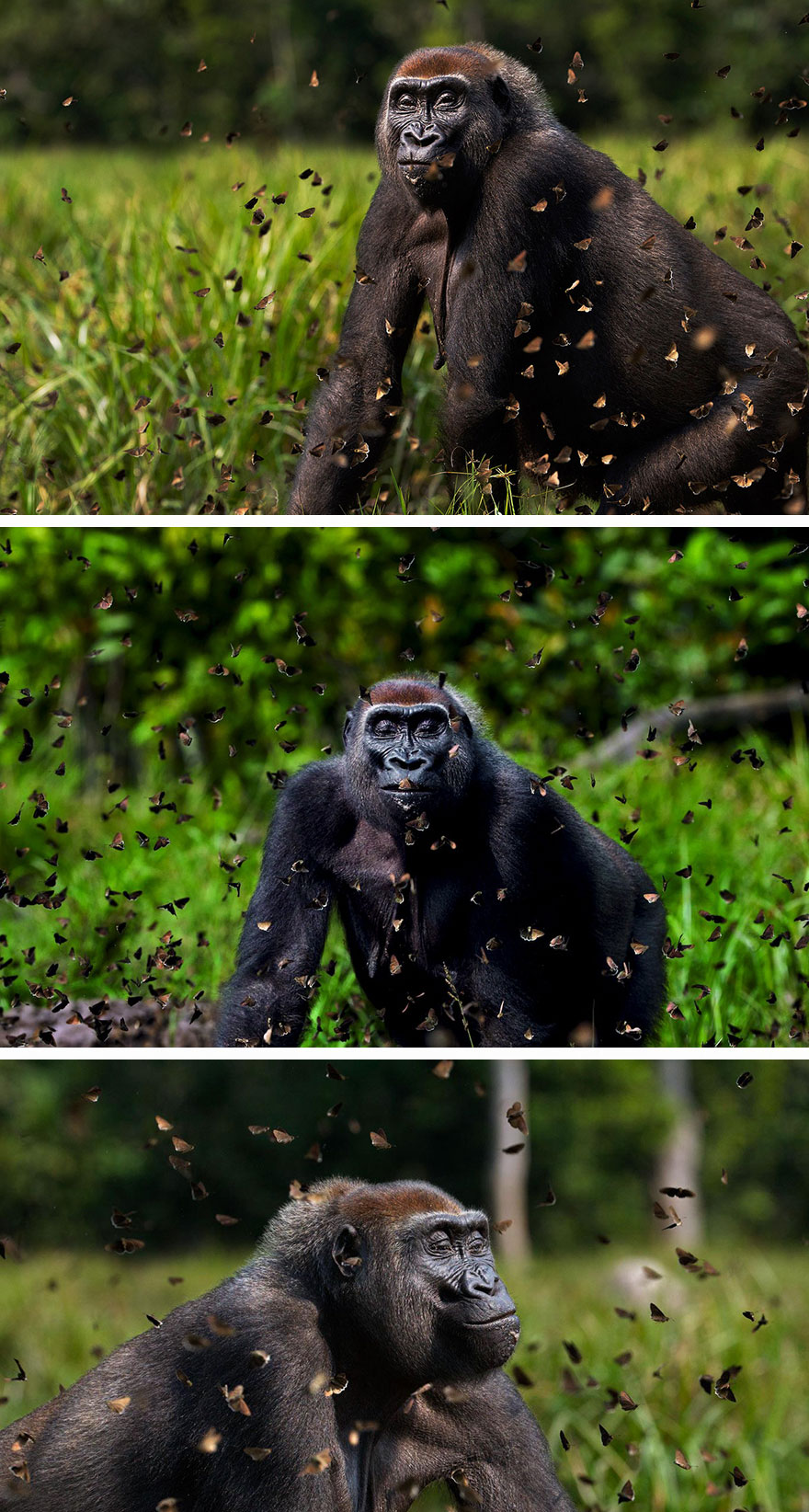 mariposas-con-animales (4)