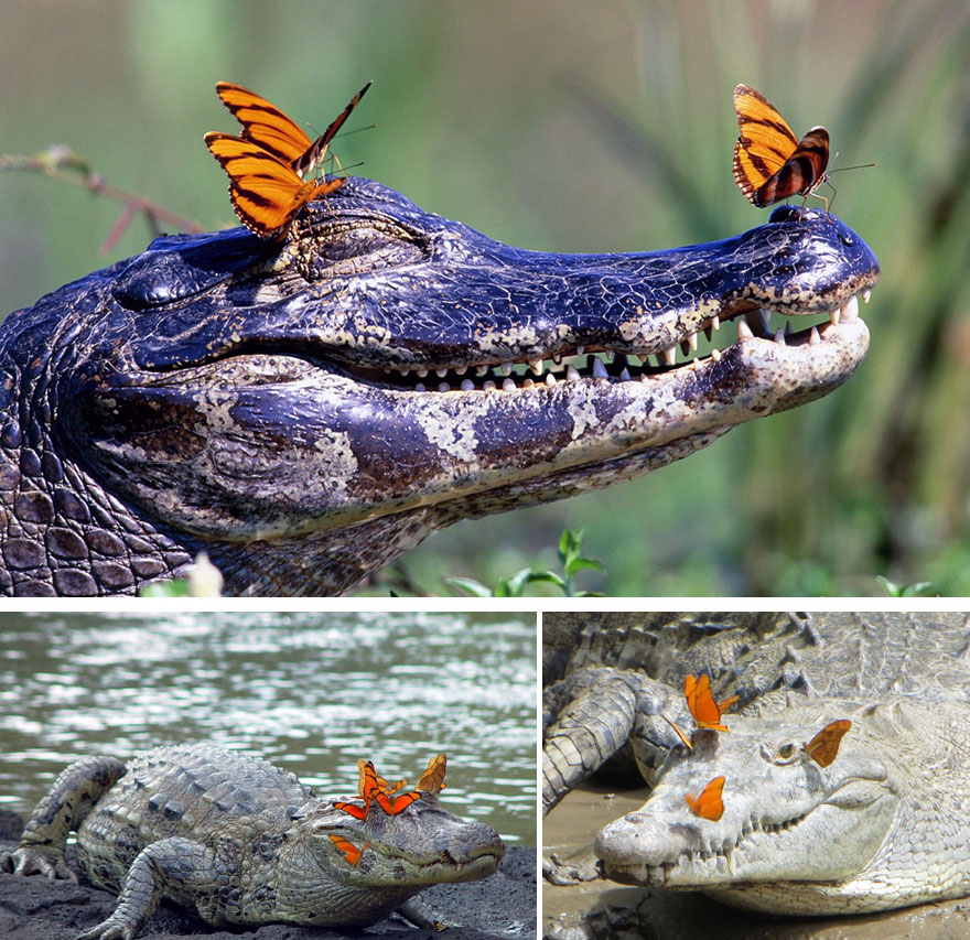 mariposas-con-animales (5)
