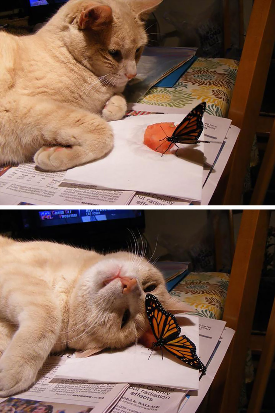 mariposas-con-animales (6)