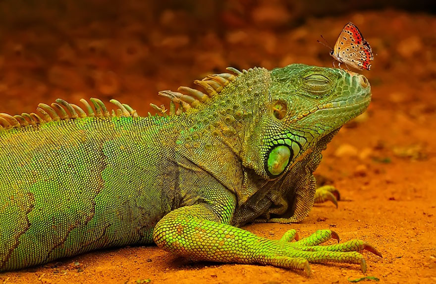 mariposas-con-animales (7)