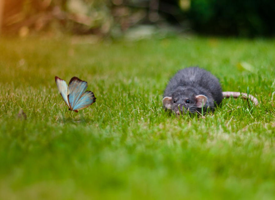 mariposas-con-animales (8)