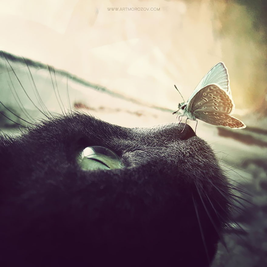 mariposas-con-animales (9)