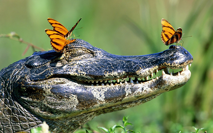 18 Animales con mariposas que parecen Disney en la vida real