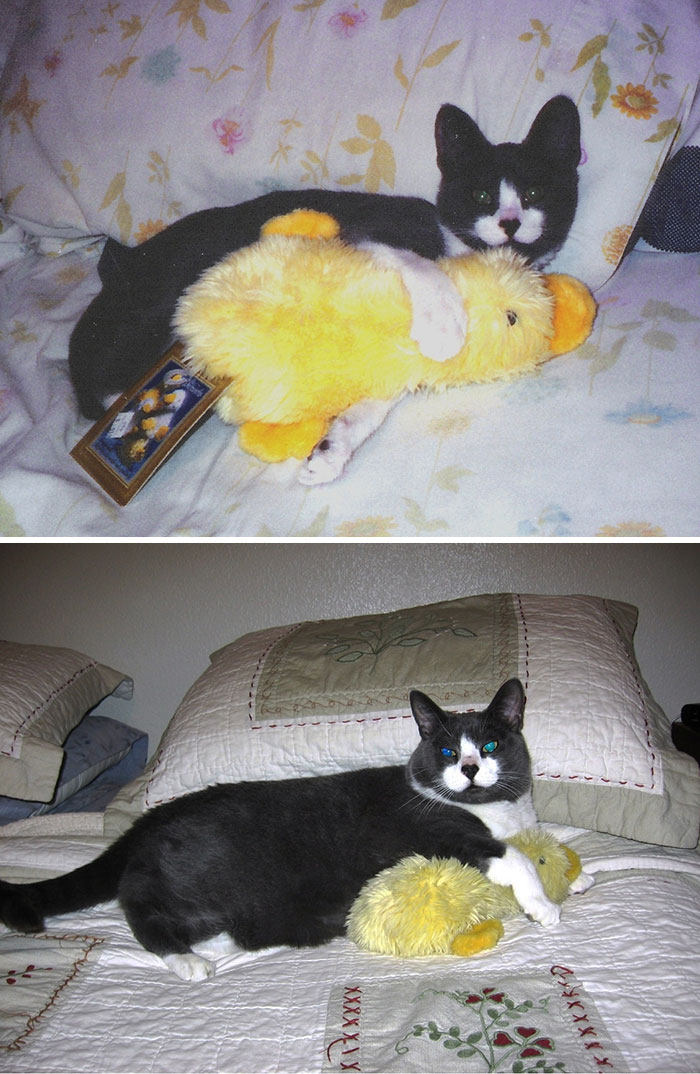 mascotas-creciendo-juguetes (4)