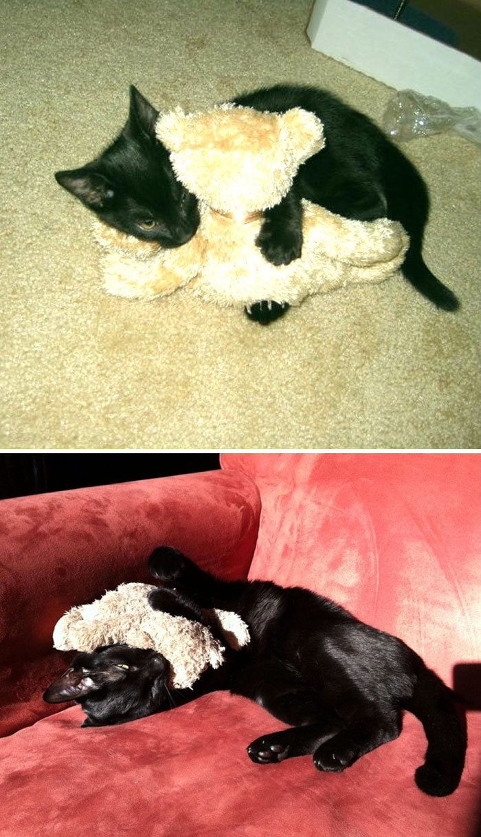 mascotas-creciendo-juguetes (8)