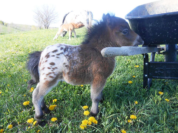 mini-caballos (1)