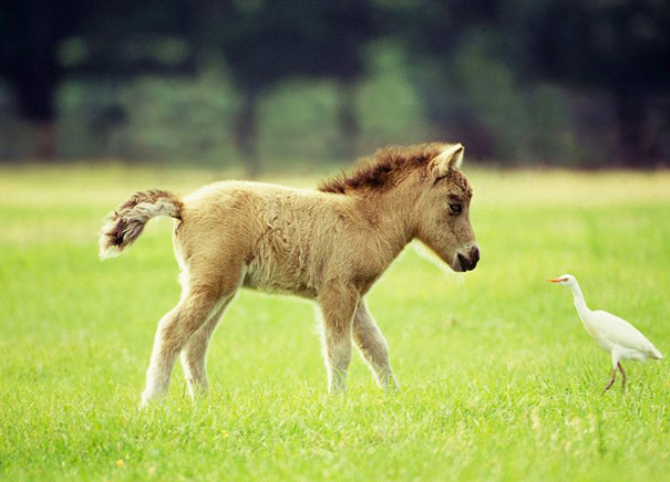mini-caballos (11)