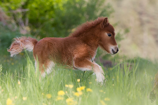 mini-caballos (15)