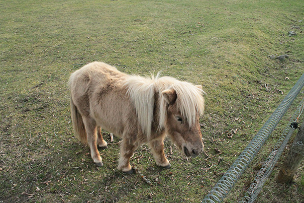 mini-caballos (2)