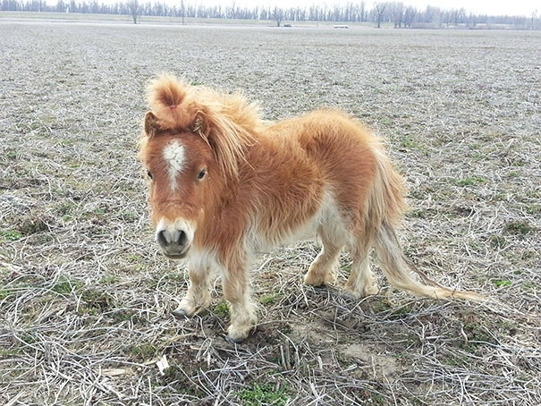 mini-caballos (3)