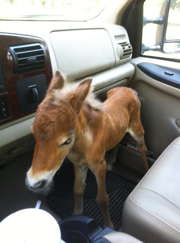 mini-caballos (5)