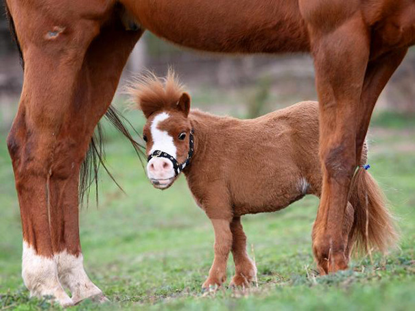 mini-caballos (6)