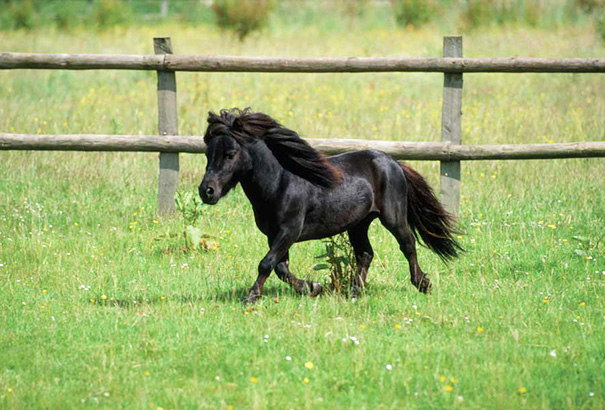 mini-caballos (7)