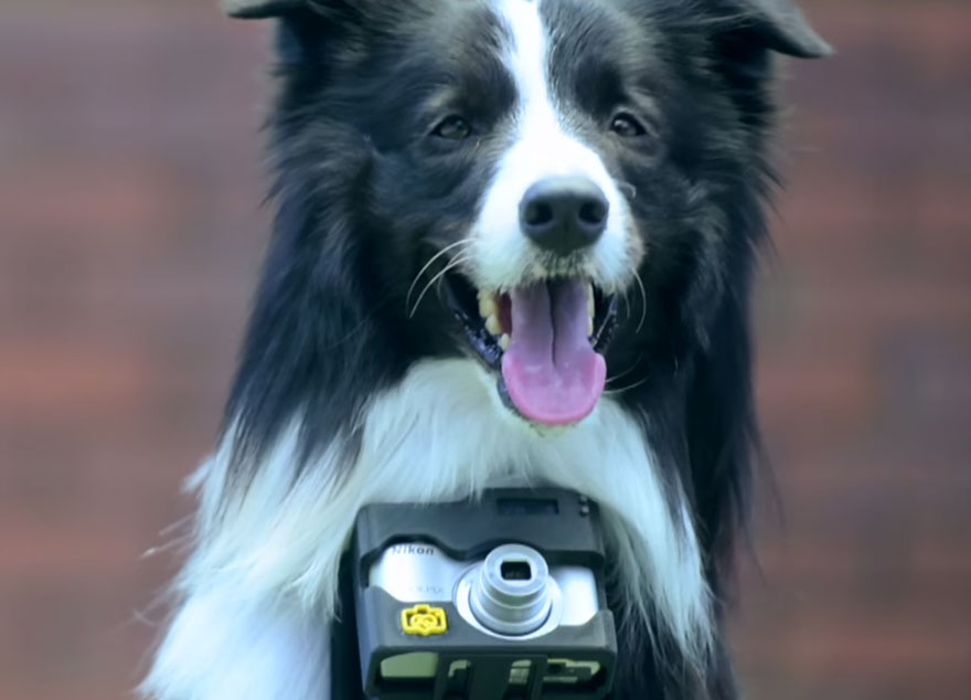 perro-fotografias-monitor-latidos-corazon-nikon (12)