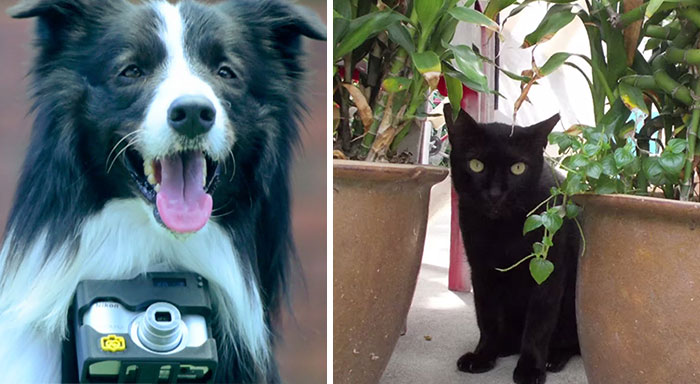 El primer perro fotógrafo del mundo usa un monitor cardiaco que saca fotos cuando se emociona