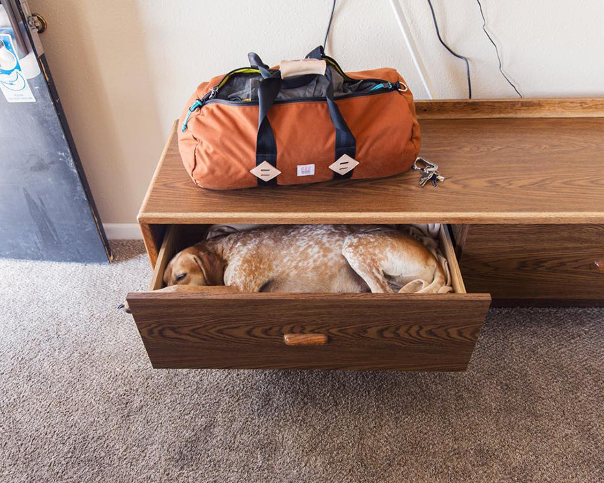 perro-maddie-viajes-moto-theron-humphrey (10)