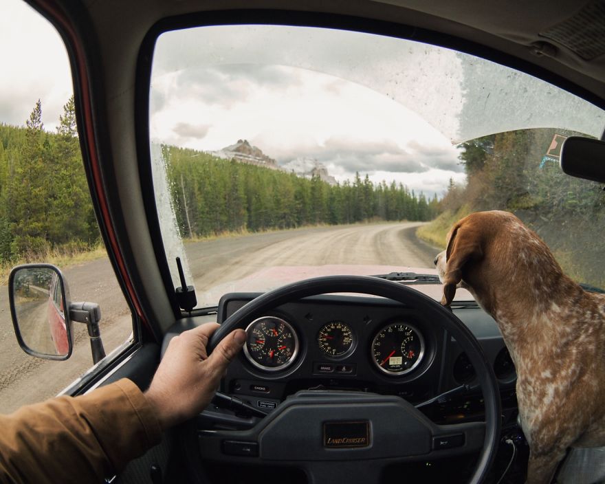 perro-maddie-viajes-moto-theron-humphrey (11)