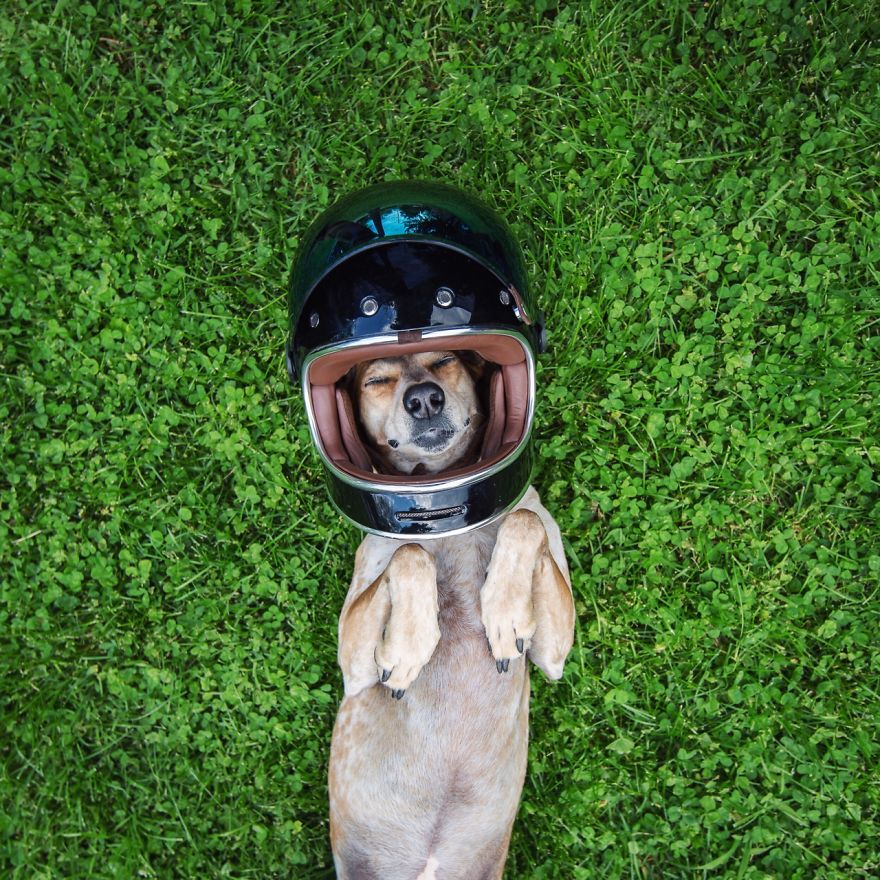 perro-maddie-viajes-moto-theron-humphrey (2)