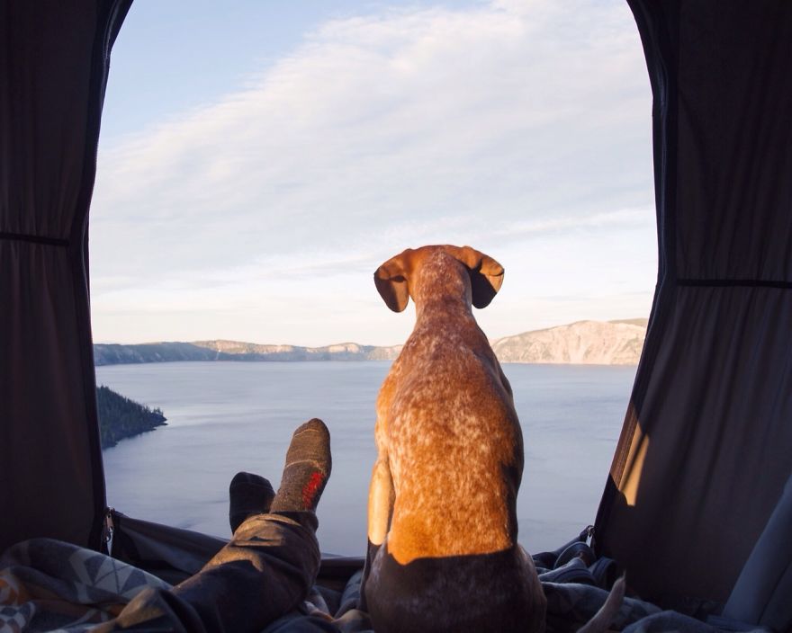 perro-maddie-viajes-moto-theron-humphrey (20)