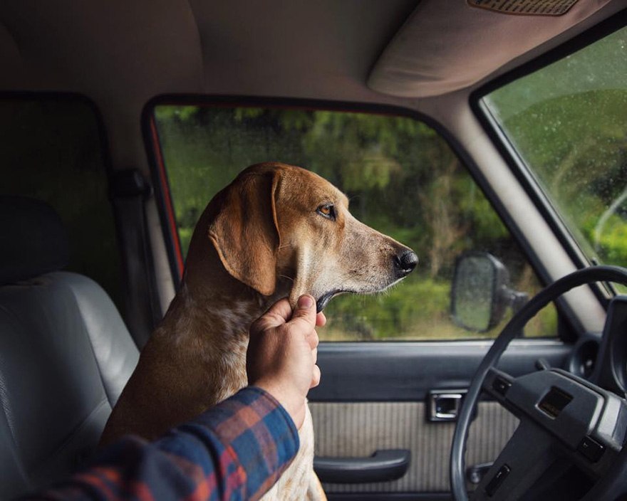 perro-maddie-viajes-moto-theron-humphrey (4)