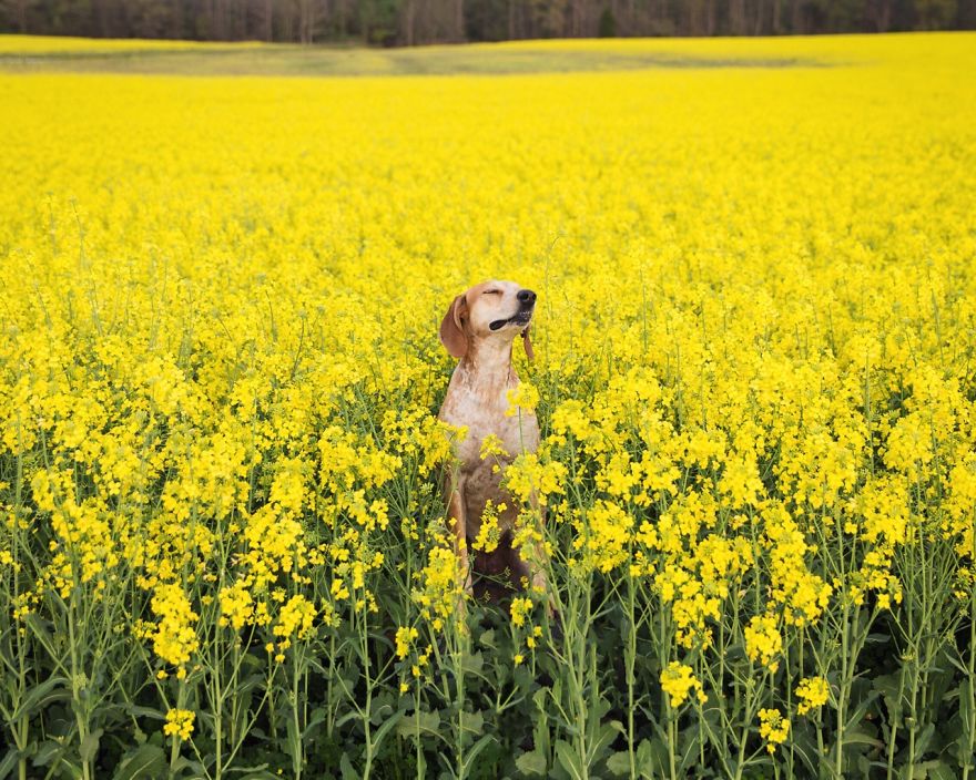perro-maddie-viajes-moto-theron-humphrey (6)