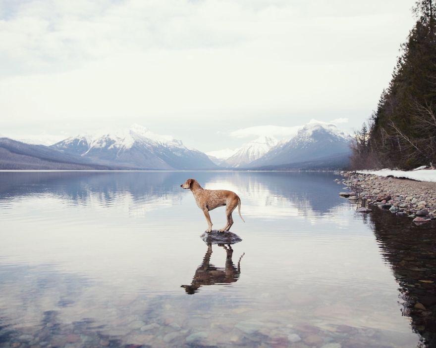 perro-maddie-viajes-moto-theron-humphrey (7)