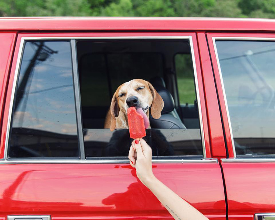 perro-maddie-viajes-moto-theron-humphrey (9)