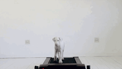 perro-rescatado-pegasus-creciendo-dave-meinert (1)