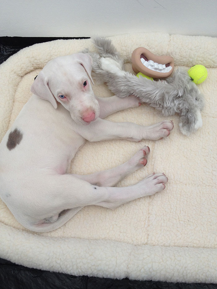 perro-rescatado-pegasus-creciendo-dave-meinert (1)