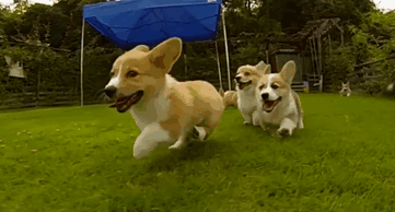 perros-corgi-corriendo-camara-lenta (1)