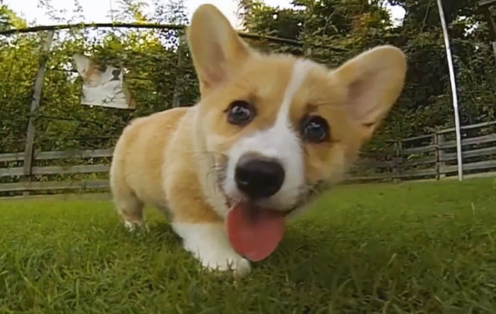 perros-corgi-corriendo-camara-lenta (1)