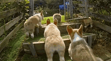 perros-corgi-corriendo-camara-lenta (2)