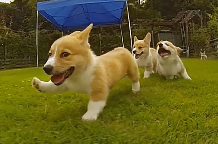 Estos cachorros de corgi corriendo a cámara lenta te alegrarán el día