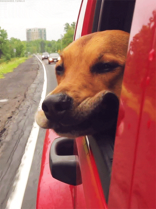 perros-disfrutando-viaje-coche (1)