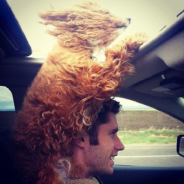 perros-disfrutando-viaje-coche (1)