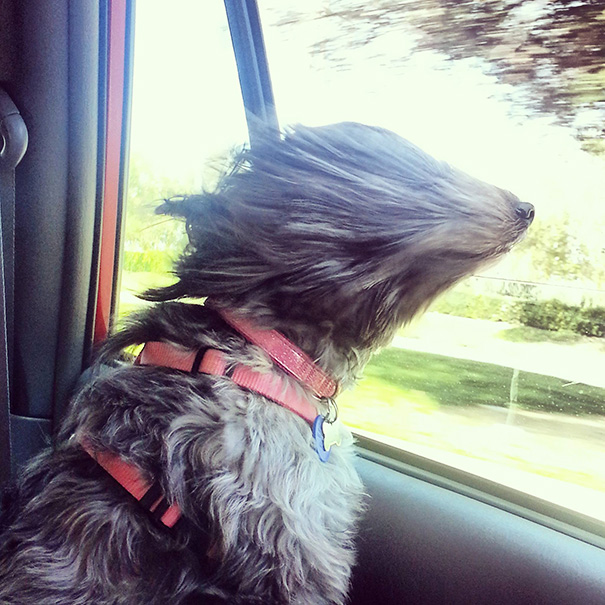 perros-disfrutando-viaje-coche (10)