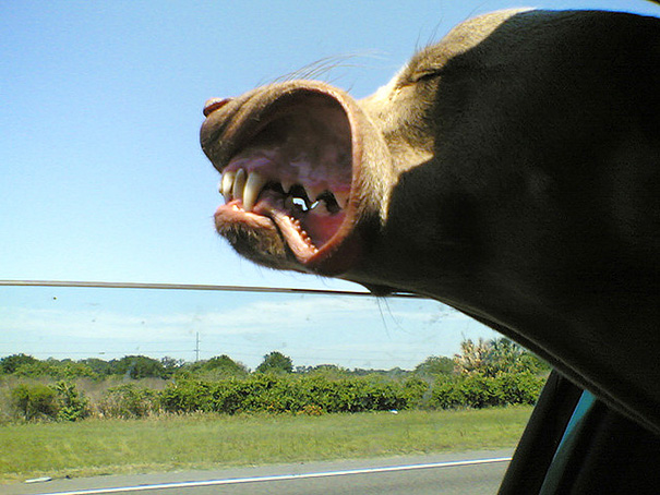 perros-disfrutando-viaje-coche (11)