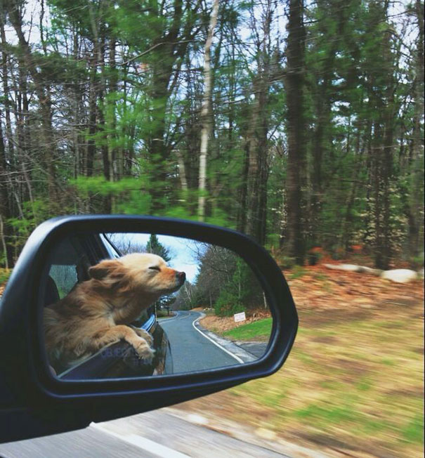 perros-disfrutando-viaje-coche (13)