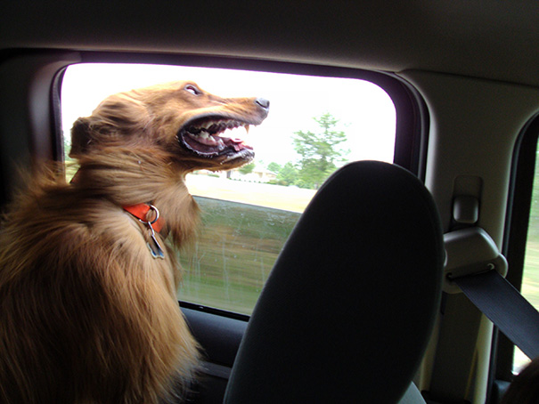 perros-disfrutando-viaje-coche (14)
