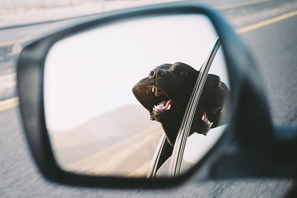 perros-disfrutando-viaje-coche (15)