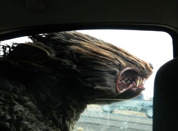 perros-disfrutando-viaje-coche (16)