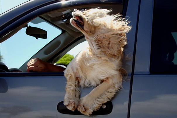 perros-disfrutando-viaje-coche (17)