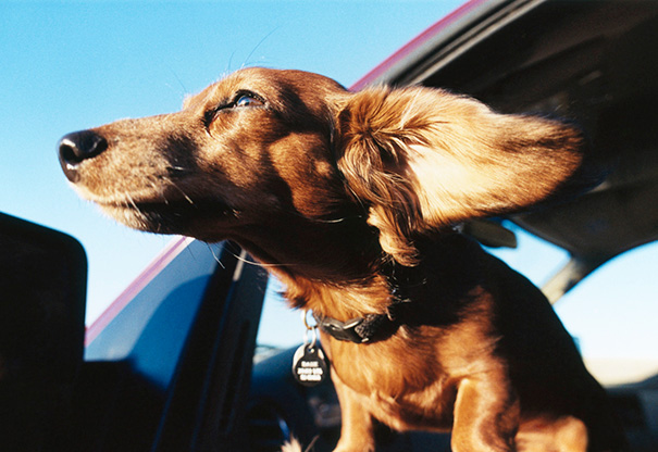 perros-disfrutando-viaje-coche (18)