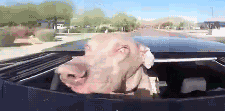 perros-disfrutando-viaje-coche (2)