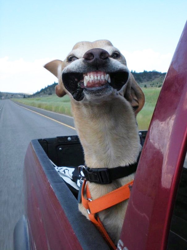 perros-disfrutando-viaje-coche (2)