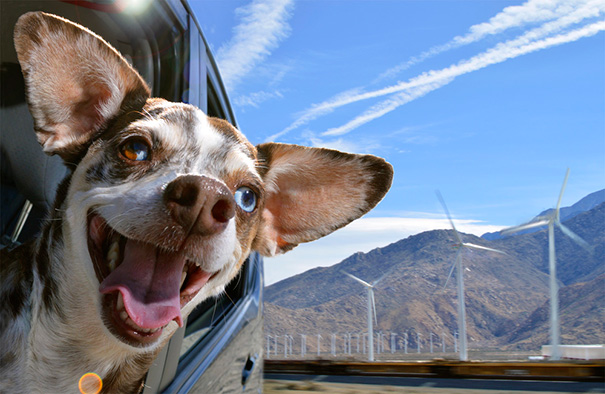 perros-disfrutando-viaje-coche (3)
