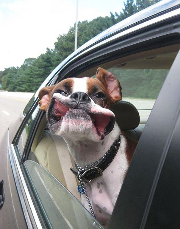 perros-disfrutando-viaje-coche (4)